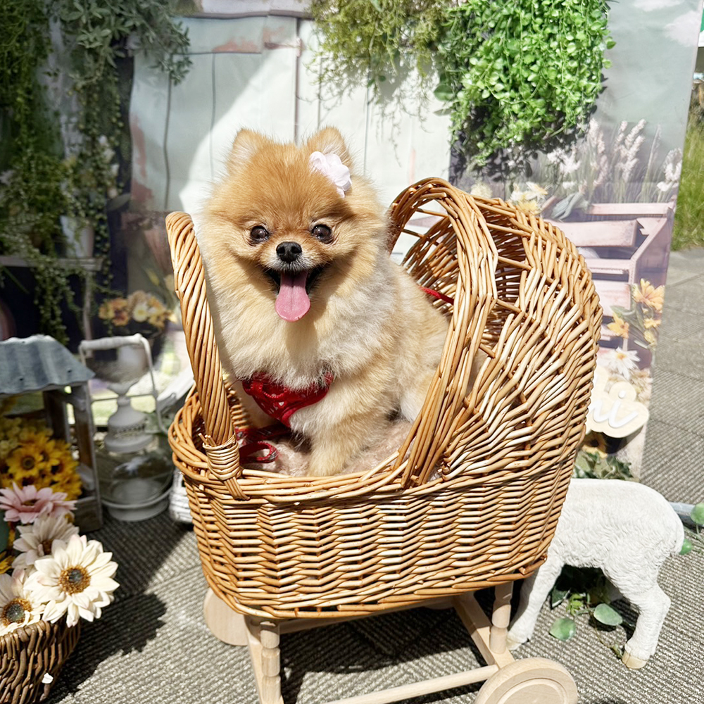 卒業犬のうみちゃんとミアちゃんの近況♪